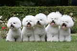 BICHON FRISE 407